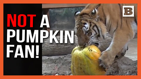 NOT A PUMPKIN FAN! — Tiger MAULS Pumpkin at Milwaukee Zoo