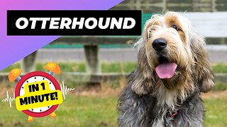 Otterhound - In 1 Minute! 🐶 One Of The Rarest Dog Breeds In The World | 1 Minute Animals
