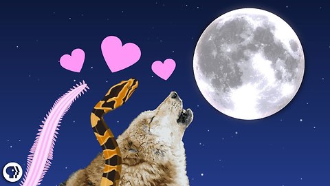 The Romantic Lure of Moonlight