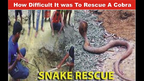 How Indian Cobra was Rescued