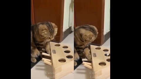 cat try to solve the puzzle