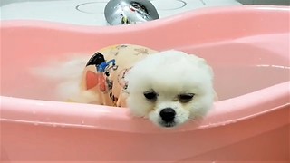 Pomeranian nearly falls asleep during relaxing bath