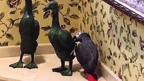 Loving Parrot Gives Valentine's Kiss To Duck Statue
