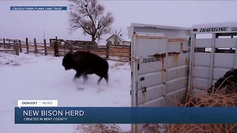 New bison herd being created in southeastern Colorado