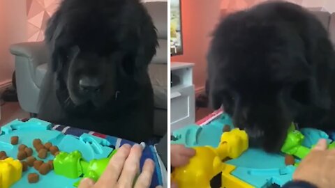 Newfoundland plays 'Hungry Hungry Hippos' but with real food