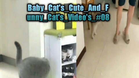 Baby_Cat's_Cute_And_Funny_Cat's_Video's_#08