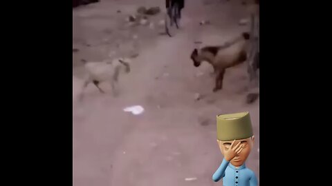 Goat fight