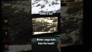 Check it out! winter range bulls from the truck!! #elk #shorts #bullelk #elkhunting #wyoming