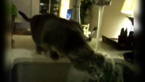 Cute Cat Adorably Fails At Drinking Water