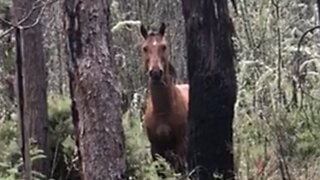 THE TIME I MET WILD HORSES IN THE FOREST