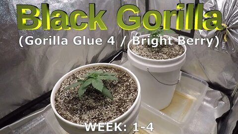 Black Gorilla (Gorilla Glue #4/Bright Berry X) - Seed to Harvest TIME-LAPSE (EP1)