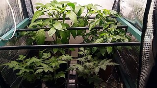 Wild Urban Gardens 2023 - Indoor Greenhouse Update 3 Weeks Later