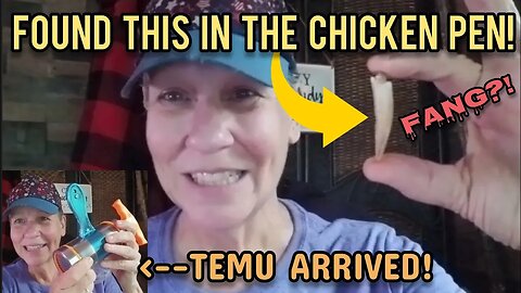HUGE Fang in the Chicken Pen? | TEMU Order Arrived!