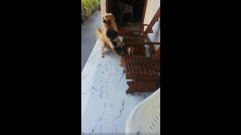 My Puppy Fight with Big Dog. It's very funny. Don't Miss it