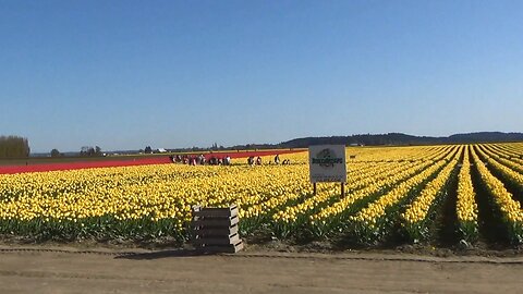 2014 Skagit Valley Tulip Festival Flower Tour in Mount Vernon, WA