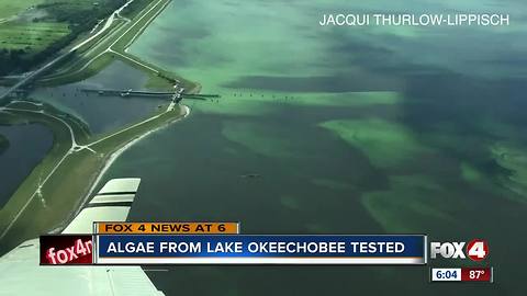 Algae from Lake Okeechobee to be tested