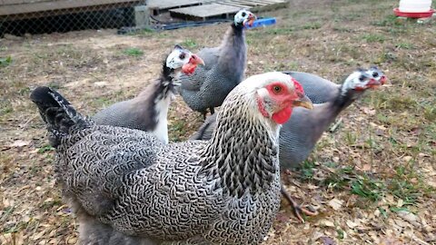 Guinea hen talking