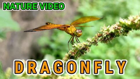 AMAZING NATURE VIDEO || DRAGONFLY