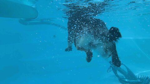 German Shephard swim underwater view