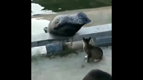 The ultimate battle between cat and sea doggo