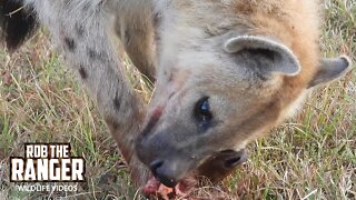 Hyenas Feed On A Baby Hartebeest | Maasai Mara Safari | Zebra Plains