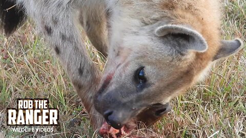 Hyenas Feed On A Baby Hartebeest | Maasai Mara Safari | Zebra Plains