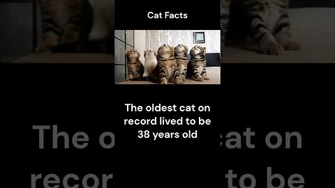 Cat Facts #shorts #youtubeshorts #cat #facts #Humor