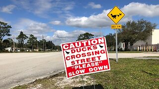 Vero Beach neighbors flock together to protect family of ducks