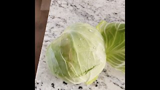 Home grown Cabbage from our backyard