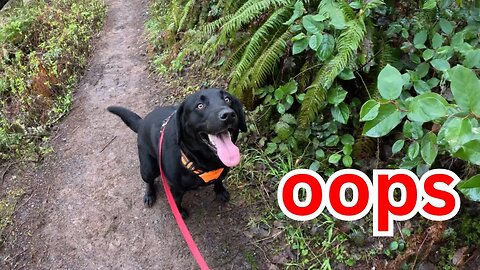POV Dog HIKES owner - Oregon trail how we survived