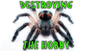 5 DANGEROUS Ideas DESTROYING the Tarantula Hobby!