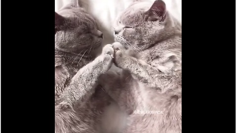 Two Cats Holding Paws While Sleeping, Give The Impression Of A Mirroring Image