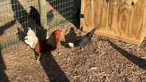 Its been a while… Chicken Quarantine pen update! Fox Prevention is key! (4k)