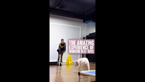 The Amazing Experience When Training Deaf Dogs
