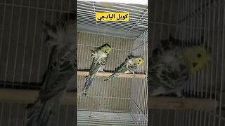 كوبل البادجي هوكو رينبو كيوت روعة مرحبا