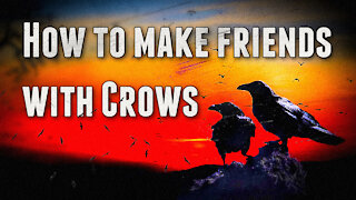 How To Make Friends With Crows