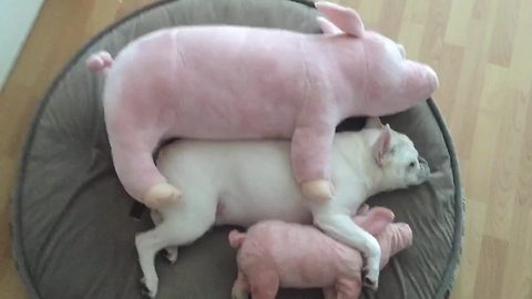 French Bulldog sleeps with his stuffed pigs