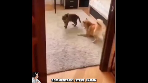 Dog's Fear Tactics Are Proven Useless