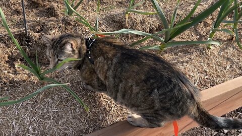 Milo cat gets some outside time.