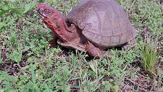 May 14, 2023 Mr Turtle pays a visit to the back yard.