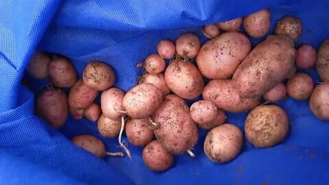 First Garden, Final Potato Harvest of 2022. (see description for why we failed)