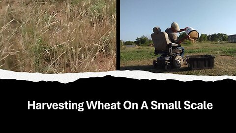 Harvesting Wheat On A Small Scale