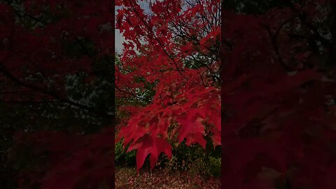 Burning Fall Colours | Riverwood Conservancy | Mississauga, ON 🇨🇦