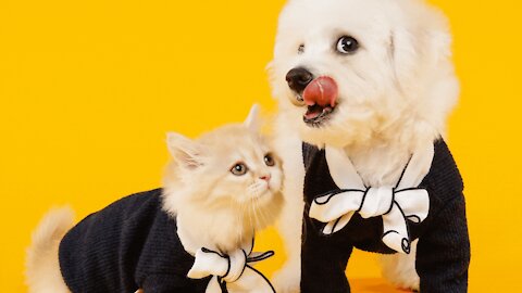 Funny animals - funny cats and dogs
