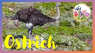 Ostriches are the Largest Birds in the World