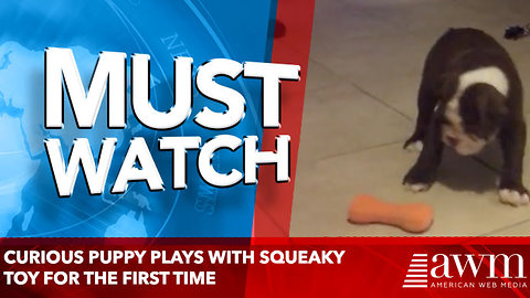 Cute Puppy Plays With Squeaky Toy For The First Time