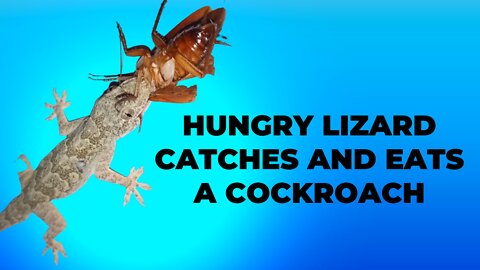 Hungry lizard catches and eats a cockroach!!!