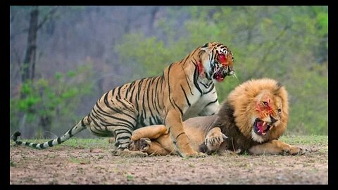 Tiger Vs Lion fight ,Tiger win 😯😯