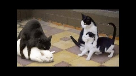 Funny Cats - The Best Videos of Funny Cats Funny moments 2021