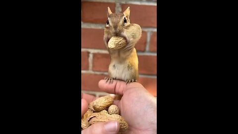 Cute squirrel making funny noise funny video